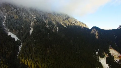Pine Trees Forest near Mountains Stock Footage 75951662