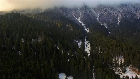 Pine Trees Forest near Mountains Stock Footage 75951759