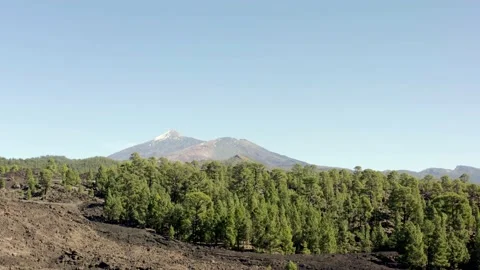 Pine trees forest over lava. Teide at the background. Tenerife. Aerial. Drone. Stock Footage 197992310