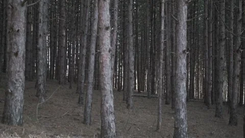 Pine trees forest panning walk by hand-held footage Stock Footage 327763506