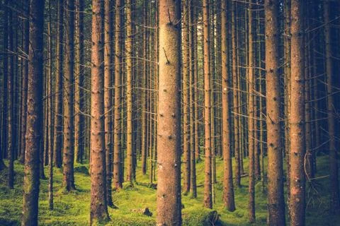 Pine Trees Forest Pattern. Forestry Theme Photo Background. Stock Photos