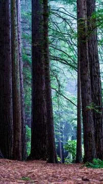 Pine trees in Forest 库存照片