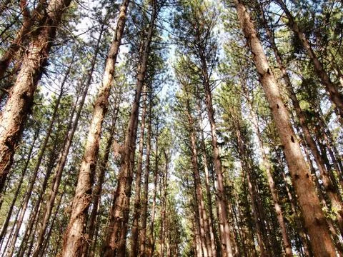 Pine trees in the forest Stock Photos
