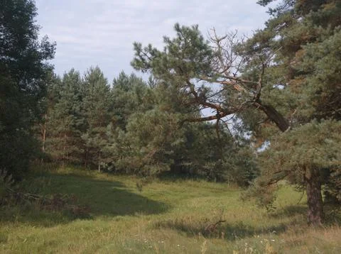 Pine trees forest Фото