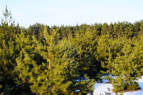 Pine trees in a forest Stock Photos