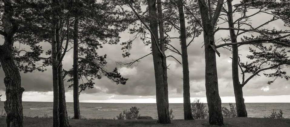 Pine trees in the forest Stock Photos