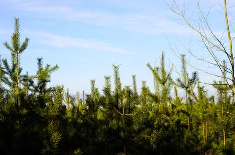 Pine trees in a forest Stock Photos
