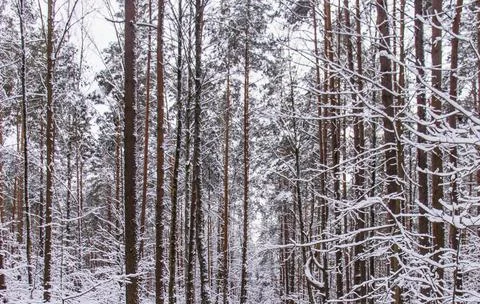 Pine trees in the forest Stock Photos