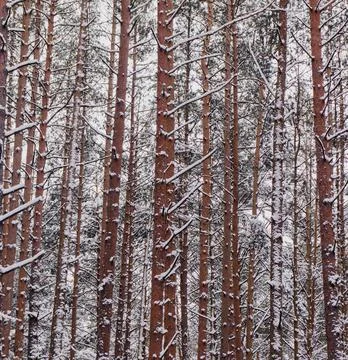 Pine trees in the forest Stock Photos