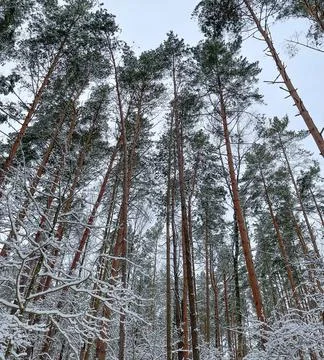 Pine trees in the forest Stock Photos