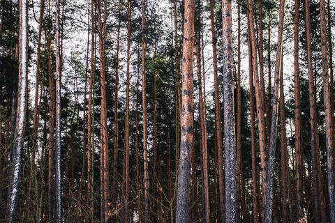 Pine trees in the forest Stock Photos