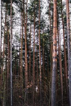 Pine trees in the forest Stock Photos