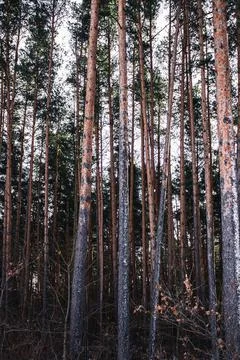 Pine trees in the forest Stock Photos