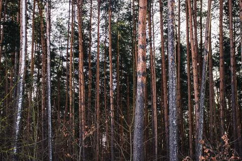 Pine trees in the forest Stock Photos