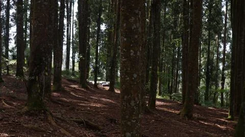 Pine trees in the forest 스톡 사진