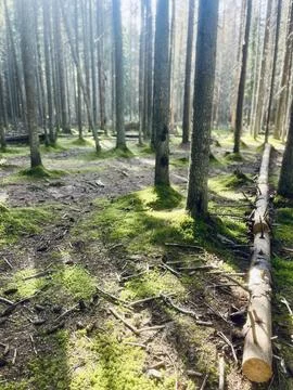 Pine trees in the forest Foto stock