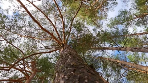 The Pine trees in the forest. Pinery. Pine forest. Video stock 163837111
