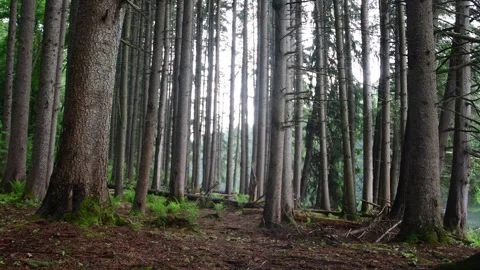 Pine trees forest rain summer rainy day selective focus Stock Footage 276387975