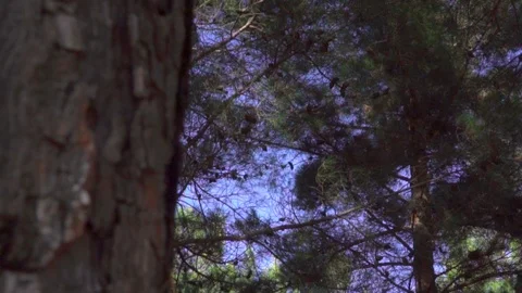 Pine trees forest slider Stock Footage 109483299