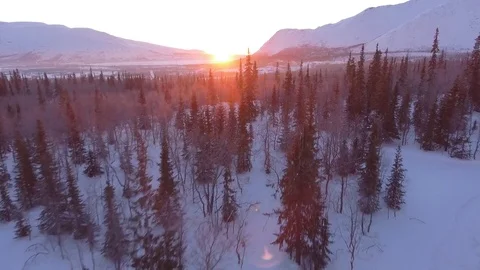 Pine trees forest in snow. Morning first warm light. Aerial cold winter Russia Stock-Footage 74503380