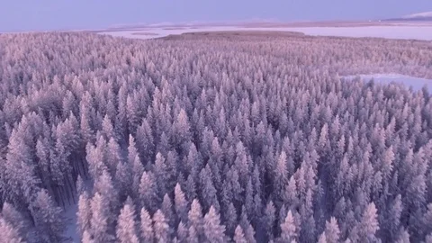 Pine trees forest in snow. Morning warm light. Aerial Russia winter panorama Video stock 74503609
