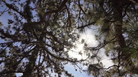 Pine trees in forest with the sun. Tenerife, Spain (canary) Stock Footage 122282283