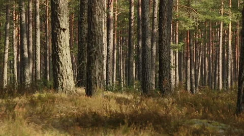 Pine trees forest in sunlight video footage made with slider Stock Footage 48858647
