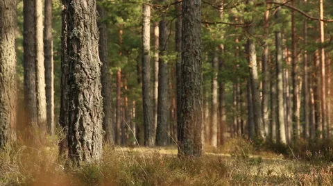 Pine trees forest in sunlight video footage made with slider Stock Footage 48859043