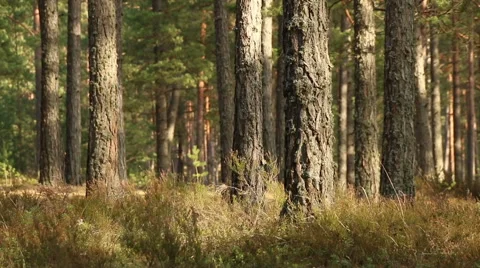 Pine trees forest in sunlight video footage made with slider Stock Footage 48859421