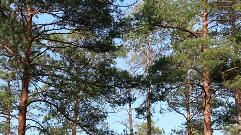 Pine trees forest in sunlight video footage made with slider Stock Footage 48860832