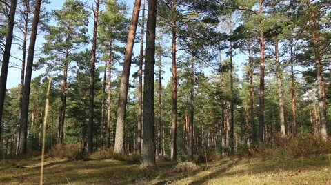 Pine trees forest in sunlight video footage made with slider Stock Footage 48861242