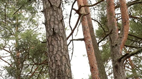 Pine trees forest in sunlight video footage made with slider Stock Footage 48861683