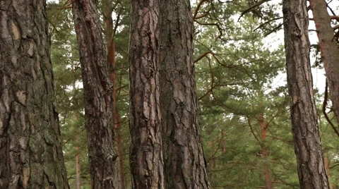 Pine trees forest in sunlight video footage made with slider Stock Footage 48861707