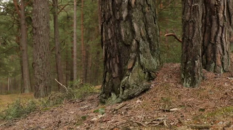 Pine trees forest in sunlight video footage made with slider Stock Footage 48862034