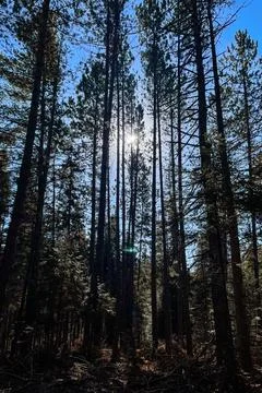Pine trees in the forest on a sunny day with a blue sky. Stock Photos