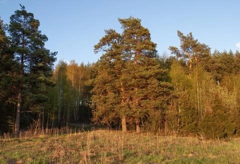 Pine trees in the forest, sunny evening Stock Photos