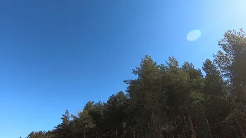 Pine trees in the forest on a sunny summer day Stock Footage 88468266