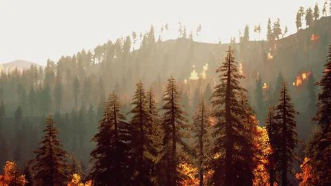 Pine trees forest with sunset over mountain Stock Illustration