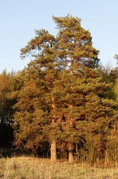 Pine trees in forest, sunset Stock Photos