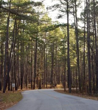 The pine trees in the forest on sunset with sun flare Stock Photos