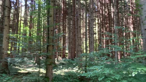 Pine trees in forest surrounding Vintgar Gorge at Triglav national park Stock Footage 160988881