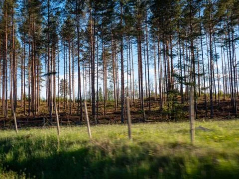 Pine trees in the forest in Sweden Stock Photos