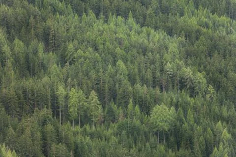 Pine trees forest as texture Stock Photos