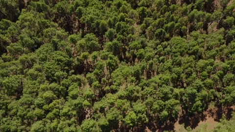 Pine trees forest from top. Canary pine trees. Tenerife. Aerial. Drone. Stock Footage 196727500