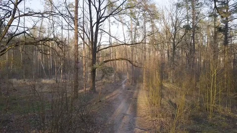 Pine Trees Forest Trails Drone Sliding. Mavic Pro 4k. Ukraine, Kyiv Stock Footage 128111664