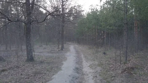 Pine Trees Forest Trails Drone Sliding. Mavic Pro 4k. Ukraine, Kyiv Stock Footage 128111749