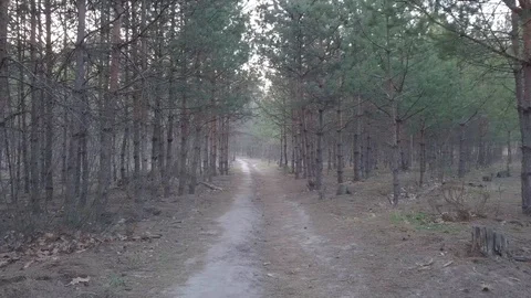 Pine Trees Forest Trails Drone Sliding. Mavic Pro 4k. Ukraine, Kyiv Stock Footage 128112541