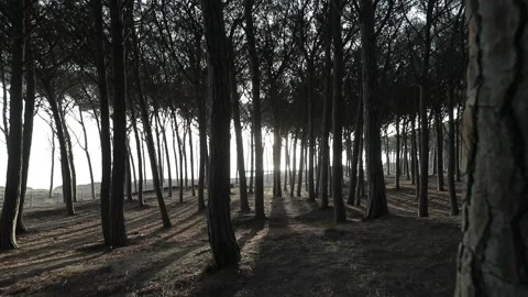 Pine trees forest, Tuscany Stock Footage 159497046
