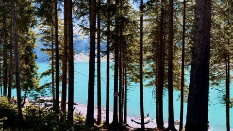 Pine trees forest view, hiking trail, mountain peaks background, tourism, travel Stock Footage 345682835