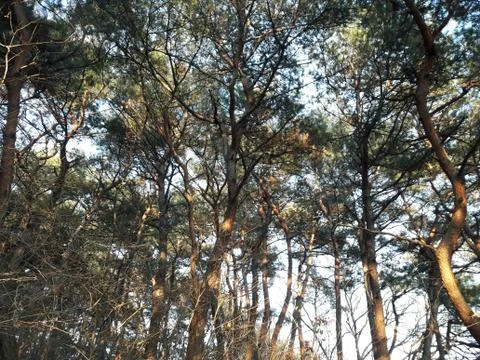 Pine trees in the forest which is lighten Stock Photos